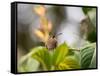 A Saw-Billed Hermit Perches on a Tree Branch in the Atlantic Rainforest-Alex Saberi-Framed Stretched Canvas