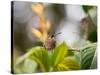 A Saw-Billed Hermit Perches on a Tree Branch in the Atlantic Rainforest-Alex Saberi-Stretched Canvas