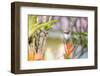 A Saw-Billed Hermit, Ramphodon Naevius, Flies in Flight in Ubatuba, Brazil-Alex Saberi-Framed Photographic Print