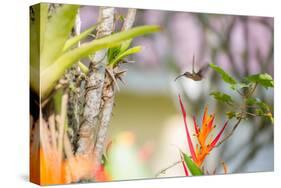 A Saw-Billed Hermit, Ramphodon Naevius, Flies in Flight in Ubatuba, Brazil-Alex Saberi-Stretched Canvas