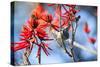 A Sayaca Tanager, Thraupis Sayaca, Feeds in a Coral Tree in Ibirapuera Park-Alex Saberi-Stretched Canvas