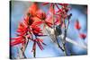 A Sayaca Tanager, Thraupis Sayaca, Feeds in a Coral Tree in Ibirapuera Park-Alex Saberi-Stretched Canvas