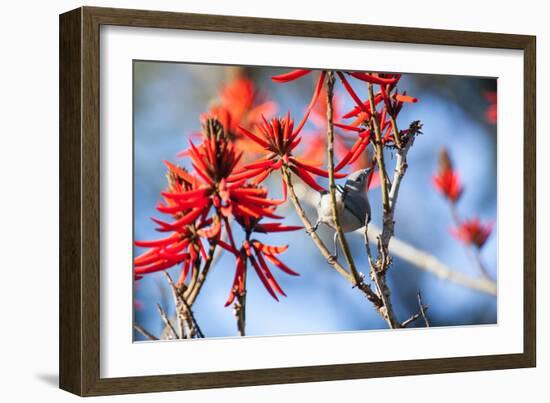 A Sayaca Tanager, Thraupis Sayaca, Feeds in a Coral Tree in Ibirapuera Park-Alex Saberi-Framed Photographic Print