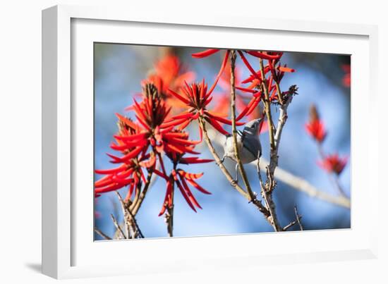 A Sayaca Tanager, Thraupis Sayaca, Feeds in a Coral Tree in Ibirapuera Park-Alex Saberi-Framed Photographic Print