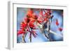 A Sayaca Tanager, Thraupis Sayaca, Feeds in a Coral Tree in Ibirapuera Park-Alex Saberi-Framed Photographic Print