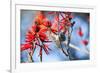 A Sayaca Tanager, Thraupis Sayaca, Feeds in a Coral Tree in Ibirapuera Park-Alex Saberi-Framed Photographic Print