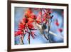 A Sayaca Tanager, Thraupis Sayaca, Feeds in a Coral Tree in Ibirapuera Park-Alex Saberi-Framed Photographic Print