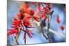 A Sayaca Tanager, Thraupis Sayaca, Feeds in a Coral Tree in Ibirapuera Park-Alex Saberi-Mounted Photographic Print