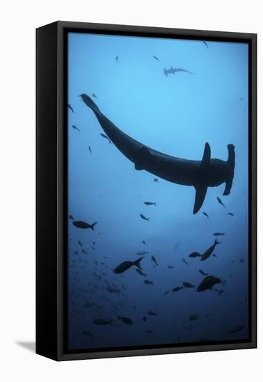 A Scalloped Hammerhead Shark Swims Near Cocos Island, Costa Rica-Stocktrek Images-Framed Stretched Canvas