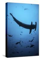 A Scalloped Hammerhead Shark Swims Near Cocos Island, Costa Rica-Stocktrek Images-Stretched Canvas