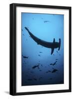 A Scalloped Hammerhead Shark Swims Near Cocos Island, Costa Rica-Stocktrek Images-Framed Photographic Print