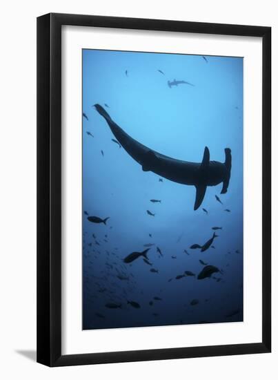 A Scalloped Hammerhead Shark Swims Near Cocos Island, Costa Rica-Stocktrek Images-Framed Photographic Print