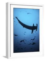 A Scalloped Hammerhead Shark Swims Near Cocos Island, Costa Rica-Stocktrek Images-Framed Photographic Print