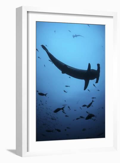 A Scalloped Hammerhead Shark Swims Near Cocos Island, Costa Rica-Stocktrek Images-Framed Photographic Print