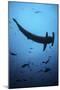 A Scalloped Hammerhead Shark Swims Near Cocos Island, Costa Rica-Stocktrek Images-Mounted Photographic Print