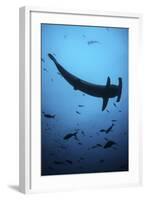 A Scalloped Hammerhead Shark Swims Near Cocos Island, Costa Rica-Stocktrek Images-Framed Photographic Print