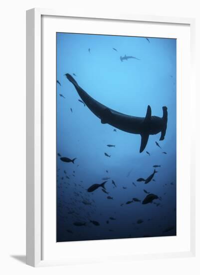 A Scalloped Hammerhead Shark Swims Near Cocos Island, Costa Rica-Stocktrek Images-Framed Photographic Print