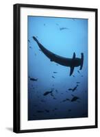 A Scalloped Hammerhead Shark Swims Near Cocos Island, Costa Rica-Stocktrek Images-Framed Photographic Print