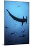 A Scalloped Hammerhead Shark Swims Near Cocos Island, Costa Rica-Stocktrek Images-Mounted Photographic Print