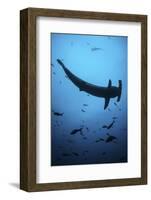 A Scalloped Hammerhead Shark Swims Near Cocos Island, Costa Rica-Stocktrek Images-Framed Photographic Print