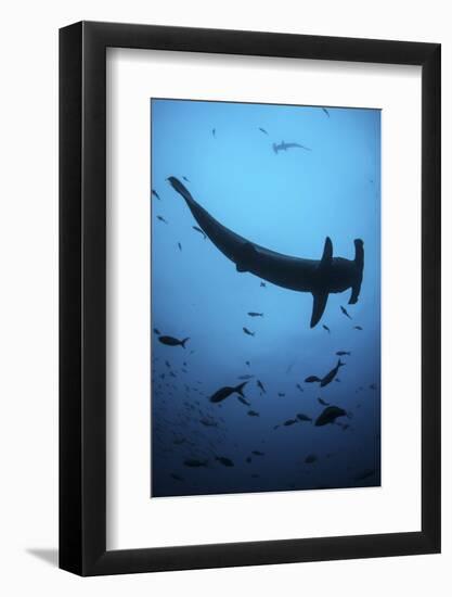 A Scalloped Hammerhead Shark Swims Near Cocos Island, Costa Rica-Stocktrek Images-Framed Photographic Print