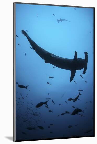 A Scalloped Hammerhead Shark Swims Near Cocos Island, Costa Rica-Stocktrek Images-Mounted Photographic Print