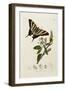 A Scarce Swallow-Tail Butterfly (Iphiclides podalirius) on Pear Blossom (Pyrus communis)-John Curtis-Framed Giclee Print