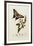 A Scarce Swallow-Tail Butterfly (Iphiclides podalirius) on Pear Blossom (Pyrus communis)-John Curtis-Framed Giclee Print