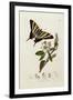 A Scarce Swallow-Tail Butterfly (Iphiclides podalirius) on Pear Blossom (Pyrus communis)-John Curtis-Framed Giclee Print