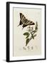 A Scarce Swallow-Tail Butterfly (Iphiclides podalirius) on Pear Blossom (Pyrus communis)-John Curtis-Framed Giclee Print