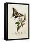 A Scarce Swallow-Tail Butterfly (Iphiclides podalirius) on Pear Blossom (Pyrus communis)-John Curtis-Framed Stretched Canvas