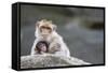 A Scared Barbary Macaque Baby Protected by the Mother-Joe Petersburger-Framed Stretched Canvas