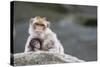 A Scared Barbary Macaque Baby Protected by the Mother-Joe Petersburger-Stretched Canvas