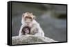 A Scared Barbary Macaque Baby Protected by the Mother-Joe Petersburger-Framed Stretched Canvas