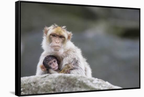 A Scared Barbary Macaque Baby Protected by the Mother-Joe Petersburger-Framed Stretched Canvas