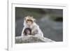 A Scared Barbary Macaque Baby Protected by the Mother-Joe Petersburger-Framed Photographic Print