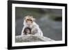 A Scared Barbary Macaque Baby Protected by the Mother-Joe Petersburger-Framed Photographic Print