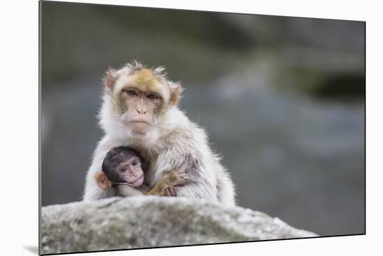 A Scared Barbary Macaque Baby Protected by the Mother-Joe Petersburger-Mounted Photographic Print