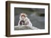 A Scared Barbary Macaque Baby Protected by the Mother-Joe Petersburger-Framed Photographic Print