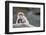 A Scared Barbary Macaque Baby Protected by the Mother-Joe Petersburger-Framed Photographic Print