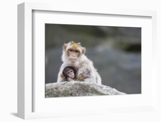 A Scared Barbary Macaque Baby Protected by the Mother-Joe Petersburger-Framed Photographic Print