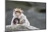 A Scared Barbary Macaque Baby Protected by the Mother-Joe Petersburger-Mounted Photographic Print