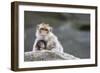 A Scared Barbary Macaque Baby Protected by the Mother-Joe Petersburger-Framed Photographic Print