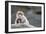 A Scared Barbary Macaque Baby Protected by the Mother-Joe Petersburger-Framed Photographic Print