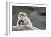 A Scared Barbary Macaque Baby Protected by the Mother-Joe Petersburger-Framed Photographic Print