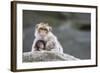 A Scared Barbary Macaque Baby Protected by the Mother-Joe Petersburger-Framed Photographic Print