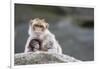 A Scared Barbary Macaque Baby Protected by the Mother-Joe Petersburger-Framed Photographic Print