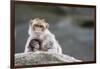 A Scared Barbary Macaque Baby Protected by the Mother-Joe Petersburger-Framed Photographic Print
