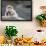 A Scared Barbary Macaque Baby Protected by the Mother-Joe Petersburger-Framed Photographic Print displayed on a wall