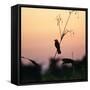 A Scarlet-Headed Blackbird, Amblyramphus Holosericeus, at Sunset-Alex Saberi-Framed Stretched Canvas